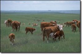 beef grazing on grass