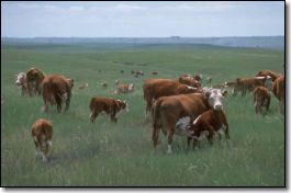 Organic grass fed beef