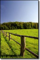 grass for the beef to feed on